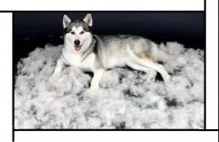 毛質(zhì)差、過度脫毛？華興重磅推出犬美毛處方糧